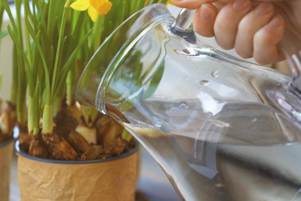 水仙花与兰花的区别，科属和花期均不同