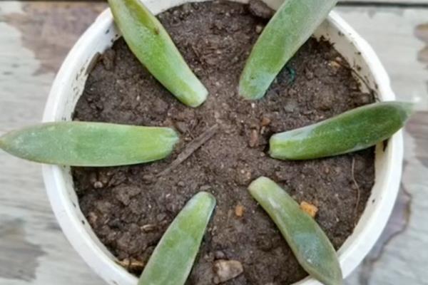 多肉冬季能不能叶插繁殖,繁殖期间把室温保持在20-25℃