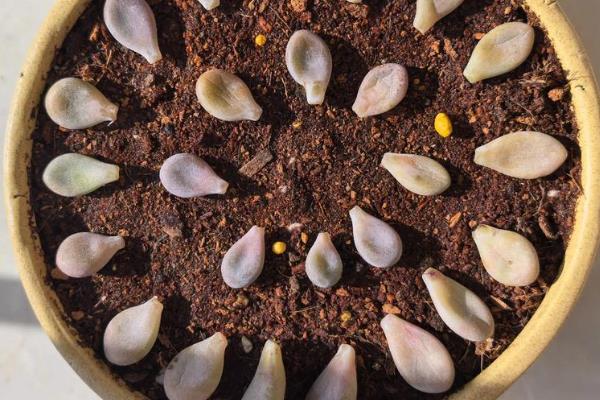 多肉冬季能不能叶插繁殖,繁殖期间把室温保持在20-25℃