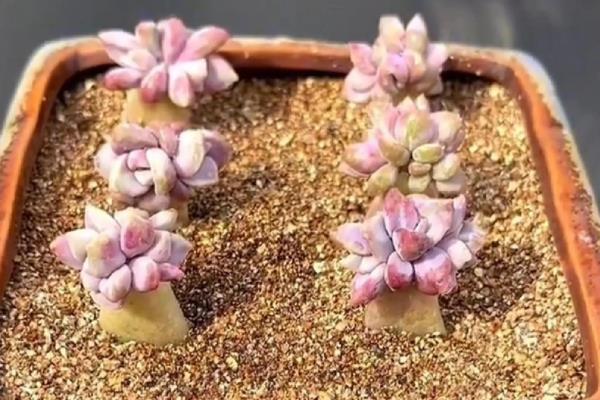 多肉冬季能不能叶插繁殖,繁殖期间把室温保持在20-25℃