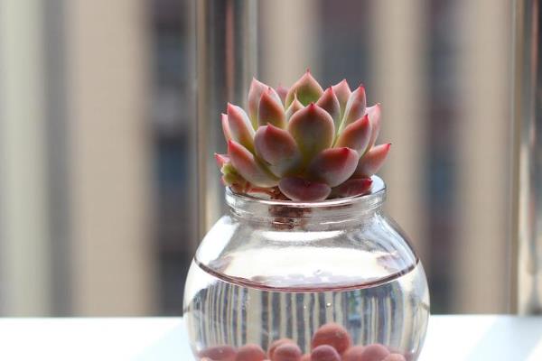 多肉冬季能不能叶插繁殖,繁殖期间把室温保持在20-25℃