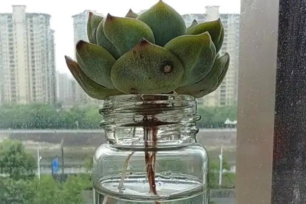 多肉冬季能不能叶插繁殖,繁殖期间把室温保持在20-25℃