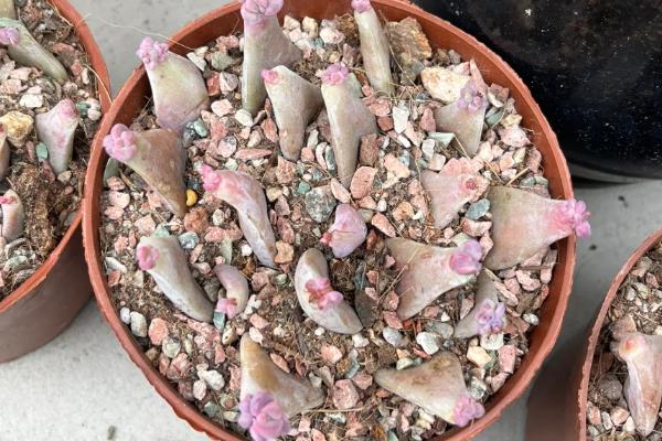 多肉冬季能不能叶插繁殖,繁殖期间把室温保持在20-25℃