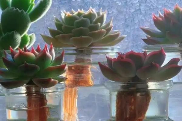 多肉冬季能不能叶插繁殖,繁殖期间把室温保持在20-25℃