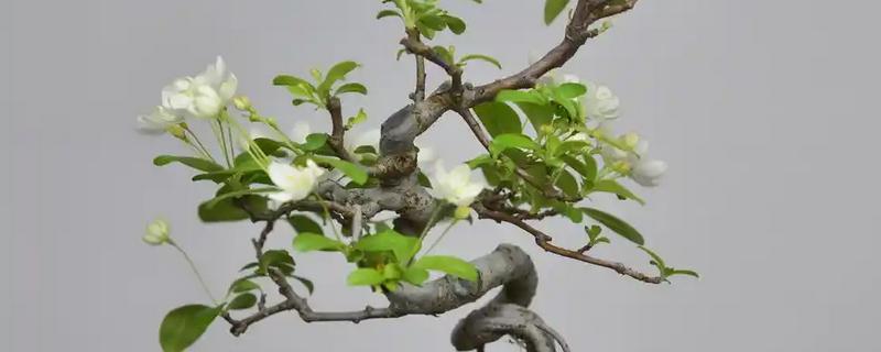 海棠花冬季的养殖方法，冬季要对其进行修剪