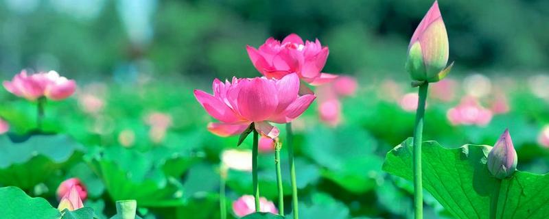 哪些植物喜阳不怕晒，常见荷花、茉莉花等品种