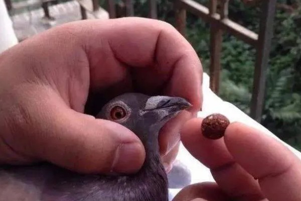 治疗鸽子呼吸道疾病的药物，有环丙沙星、利巴伟林等