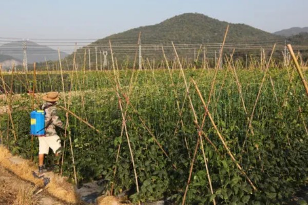 架豆角结荚期如何科学管理,开花完毕后10天左右能采收