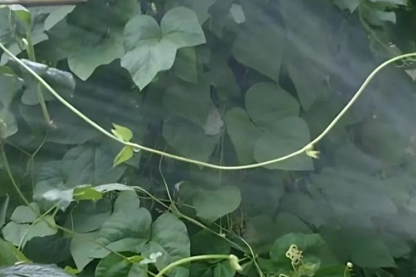 架豆角结荚期如何科学管理,开花完毕后10天左右能采收