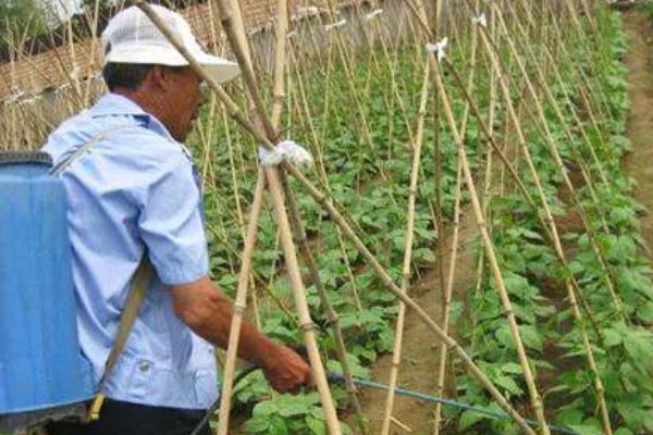 架豆角结荚期如何科学管理,开花完毕后10天左右能采收