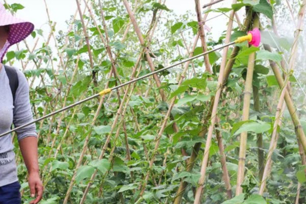 架豆角结荚期如何科学管理,开花完毕后10天左右能采收