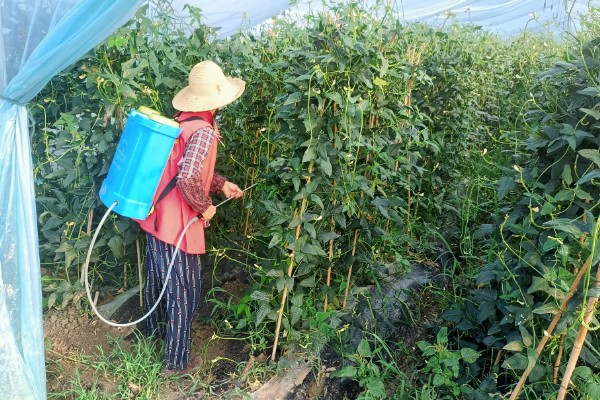 架豆角结荚期如何科学管理,开花完毕后10天左右能采收