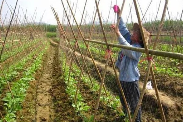 架豆角结荚期如何科学管理,开花完毕后10天左右能采收
