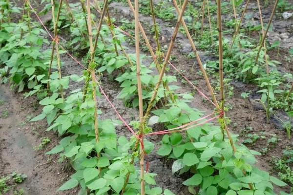 架豆角结荚期如何科学管理,开花完毕后10天左右能采收