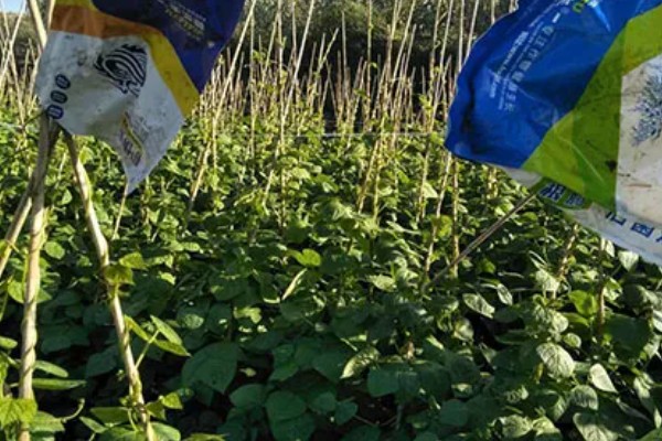 架豆角结荚期如何科学管理,开花完毕后10天左右能采收