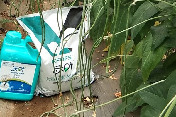 架豆角结荚期如何科学管理,开花完毕后10天左右能采收