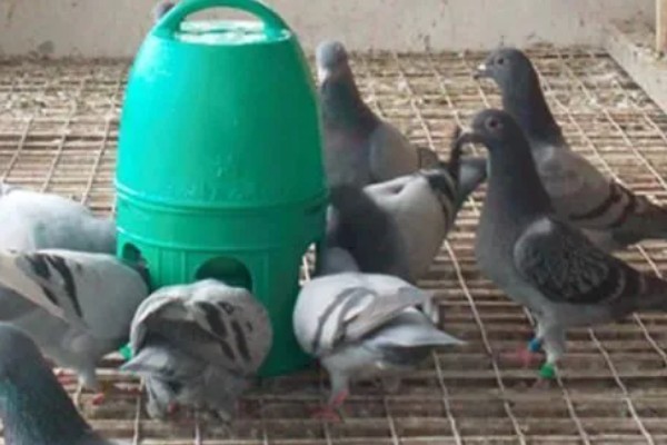 治疗鸽子呼吸道疾病的药物，有环丙沙星、利巴伟林等