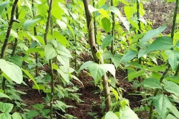 架豆角结荚期如何科学管理,开花完毕后10天左右能采收