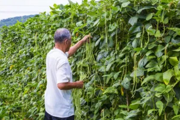 架豆角结荚期如何科学管理,开花完毕后10天左右能采收
