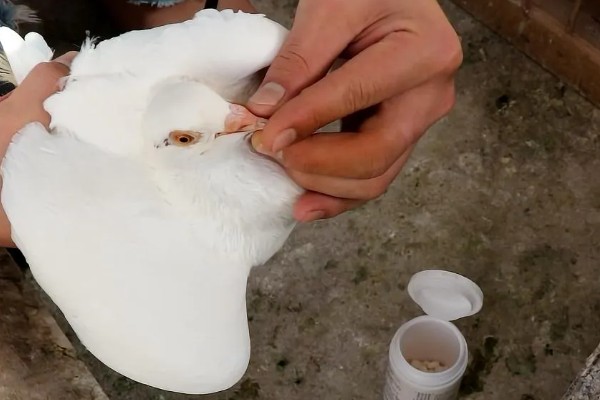 治疗鸽子呼吸道疾病的药物，有环丙沙星、利巴伟林等