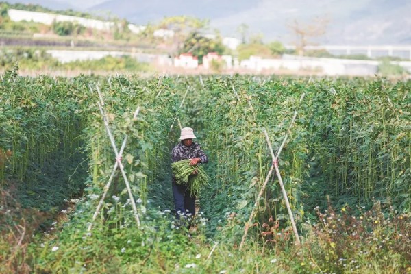 架豆角结荚期如何科学管理,开花完毕后10天左右能采收