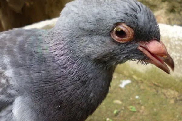 治疗鸽子呼吸道疾病的药物，有环丙沙星、利巴伟林等