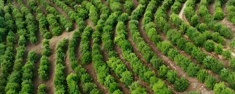 种植10亩油茶所需成本，10年总计5万余元