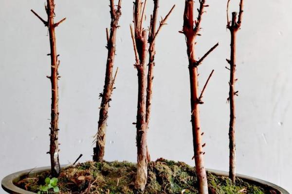 水杉有什么特点，树叶对生向下生长