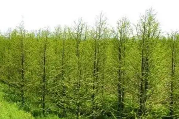 水杉有什么特点，树叶对生向下生长