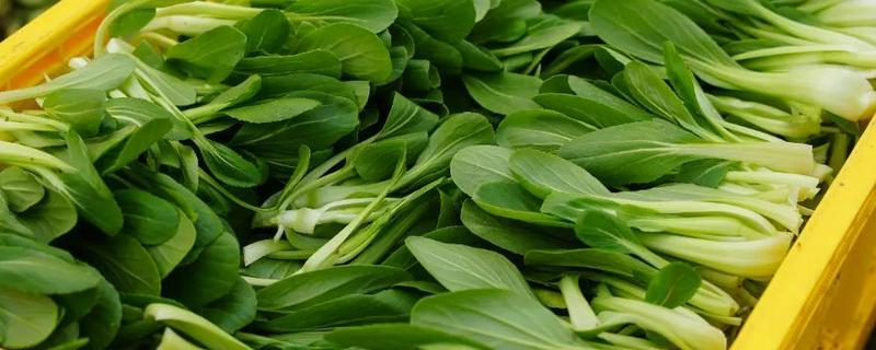 绿叶蔬菜怎样保鲜，可以用吸水纸保鲜法、浸水保鲜法