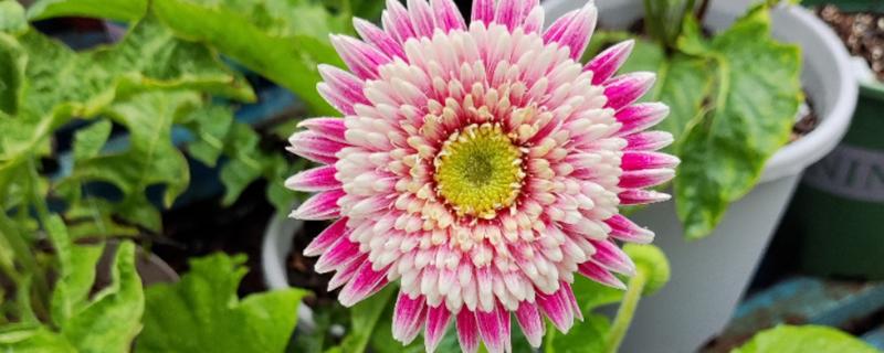 非洲菊的花语，红色非洲菊寓意着热情、爱情