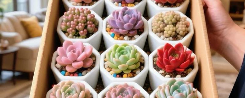 多肉植物的种植方法，栽培基质要求疏松透气、排水良好