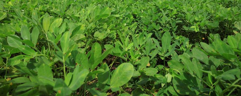 花生种植如何防治田鼠，可诱杀防治
