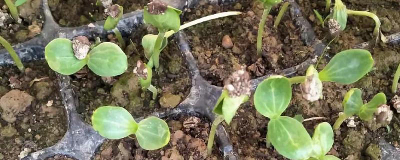 常见的土传病害有哪些，有猝倒病、立枯病、疫病等