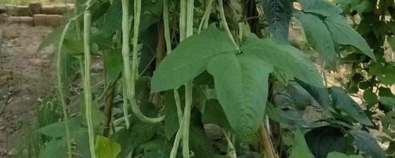 秋豆角何时种植，以8-9月份为宜