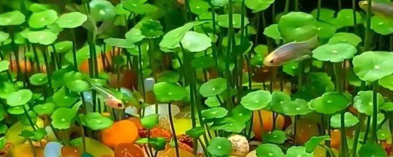 用鱼缸养铜钱草的固定方法，用陶粒将根部压在水中