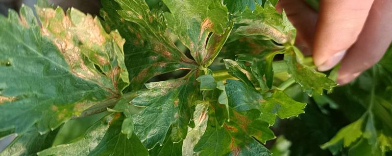 芹菜发生烧心病的症状，初期心叶生长点的柔嫩组织由绿变成褐色
