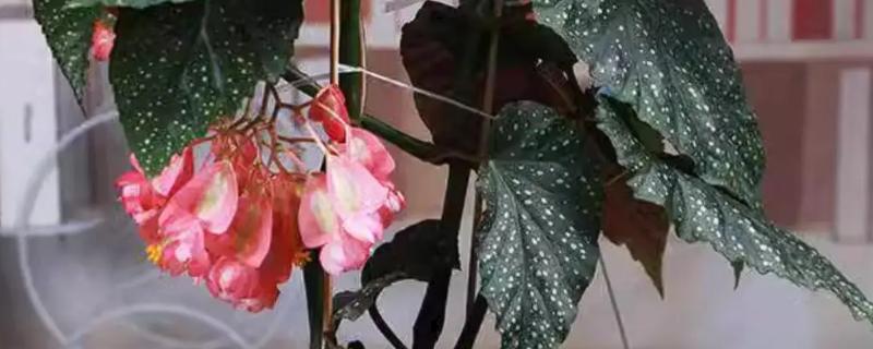 竹节海棠的品种，只有一个品种