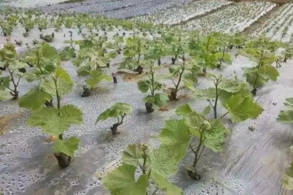 葡萄移栽时要注意什么,秋季移栽可以提高成活率