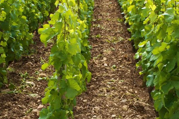 葡萄移栽时要注意什么,秋季移栽可以提高成活率