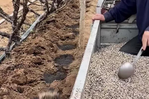 葡萄移栽时要注意什么,秋季移栽可以提高成活率