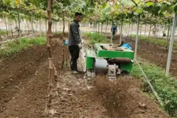 葡萄移栽时要注意什么,秋季移栽可以提高成活率