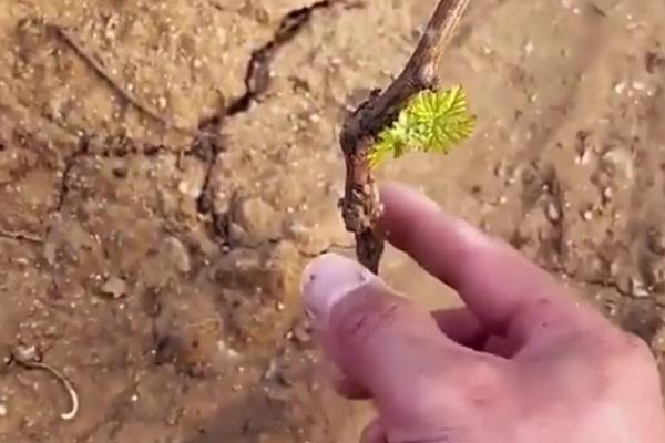 葡萄移栽时要注意什么,秋季移栽可以提高成活率