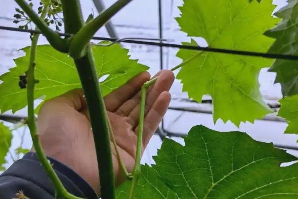 葡萄移栽时要注意什么,秋季移栽可以提高成活率