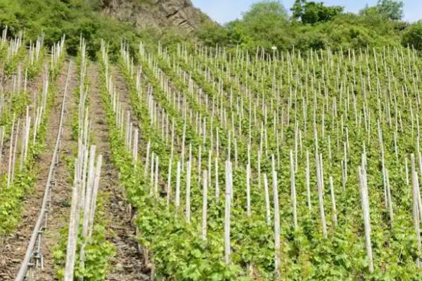 葡萄移栽时要注意什么,秋季移栽可以提高成活率