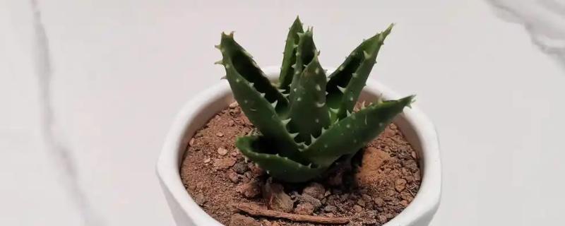 芦荟的种植方法，春季或秋季均可种植