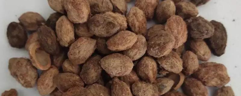 杨梅种子如何催芽，可以用湿巾或者温水催芽