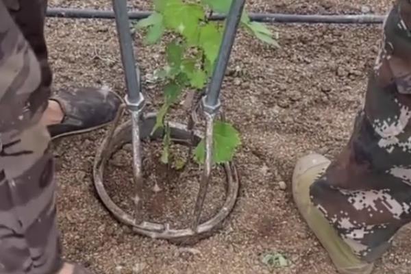 葡萄移栽时要注意什么,秋季移栽可以提高成活率