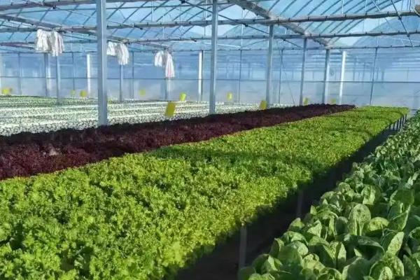 种植大棚蔬菜一亩的成本,成本在6300-7500元左右