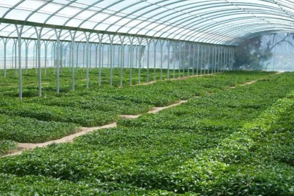 种植大棚蔬菜一亩的成本,成本在6300-7500元左右